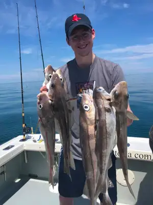 haddock